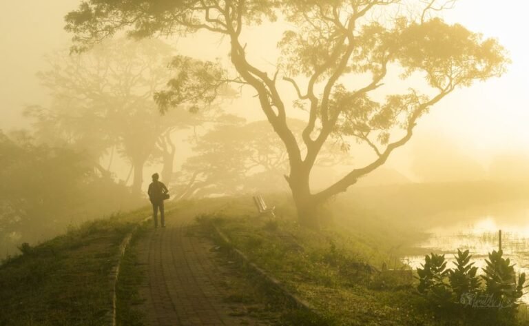park path early morning mist