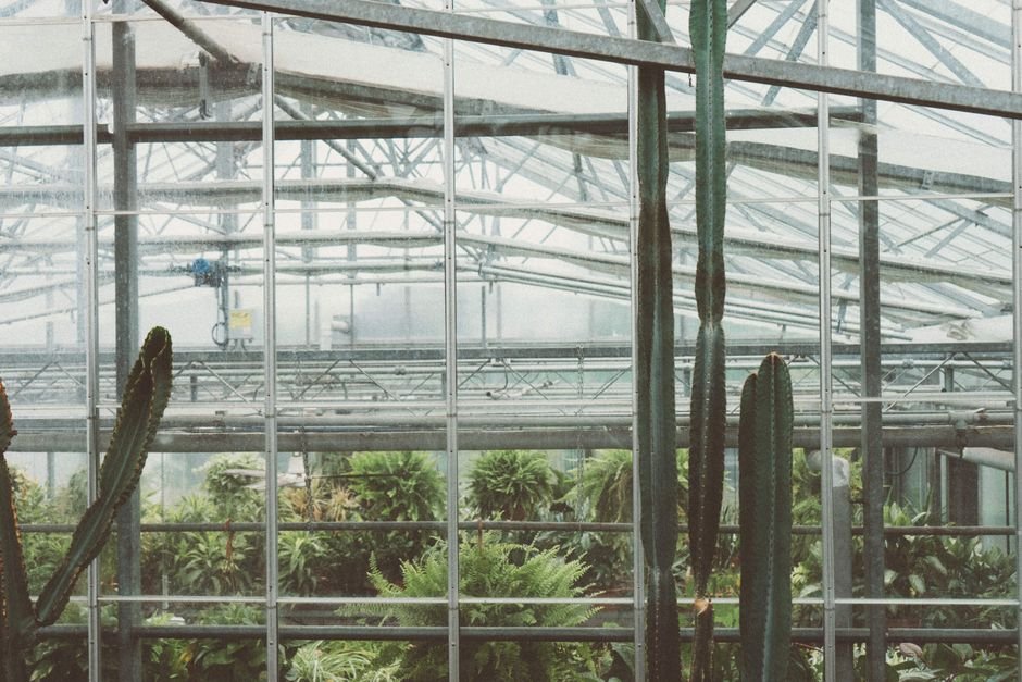 botanical glasshouse interior