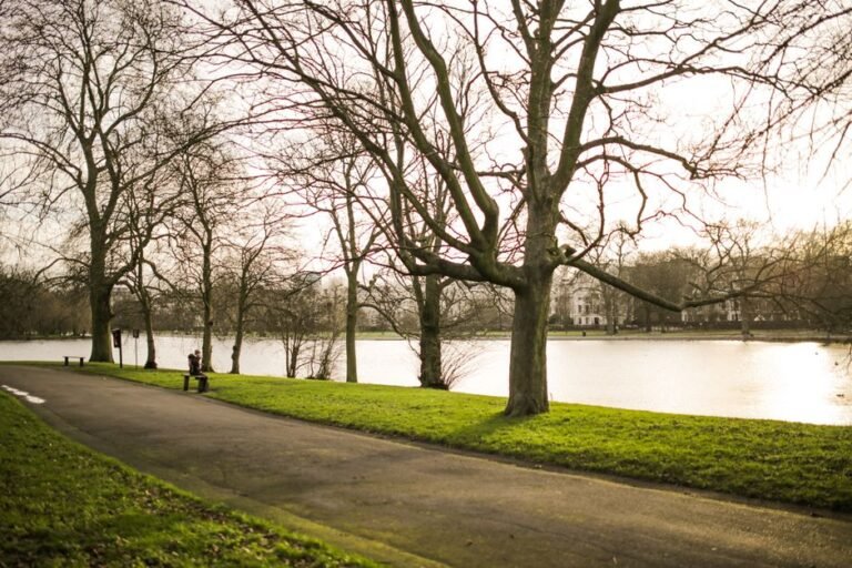 bare winter trees park